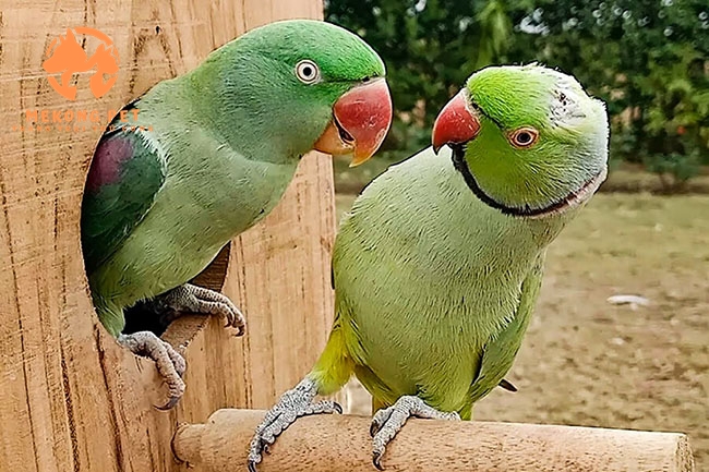 Tìm Hiểu Về Vẹt Xích Thái: Loài Chim Cảnh Được Yêu Thích